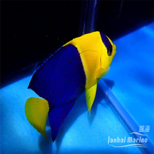 石美人 商品图6