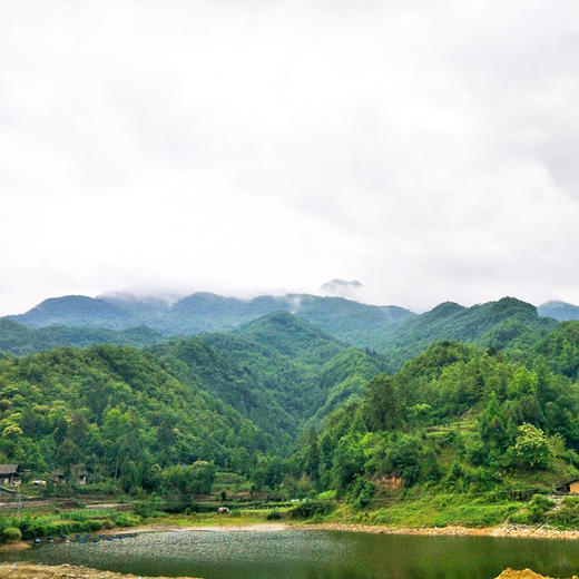 25年新的【青川白杨沟山林干竹荪】来啦！自然生长，柴火烘干，无化工硫磺熏制  口感鲜美爽脆 商品图9
