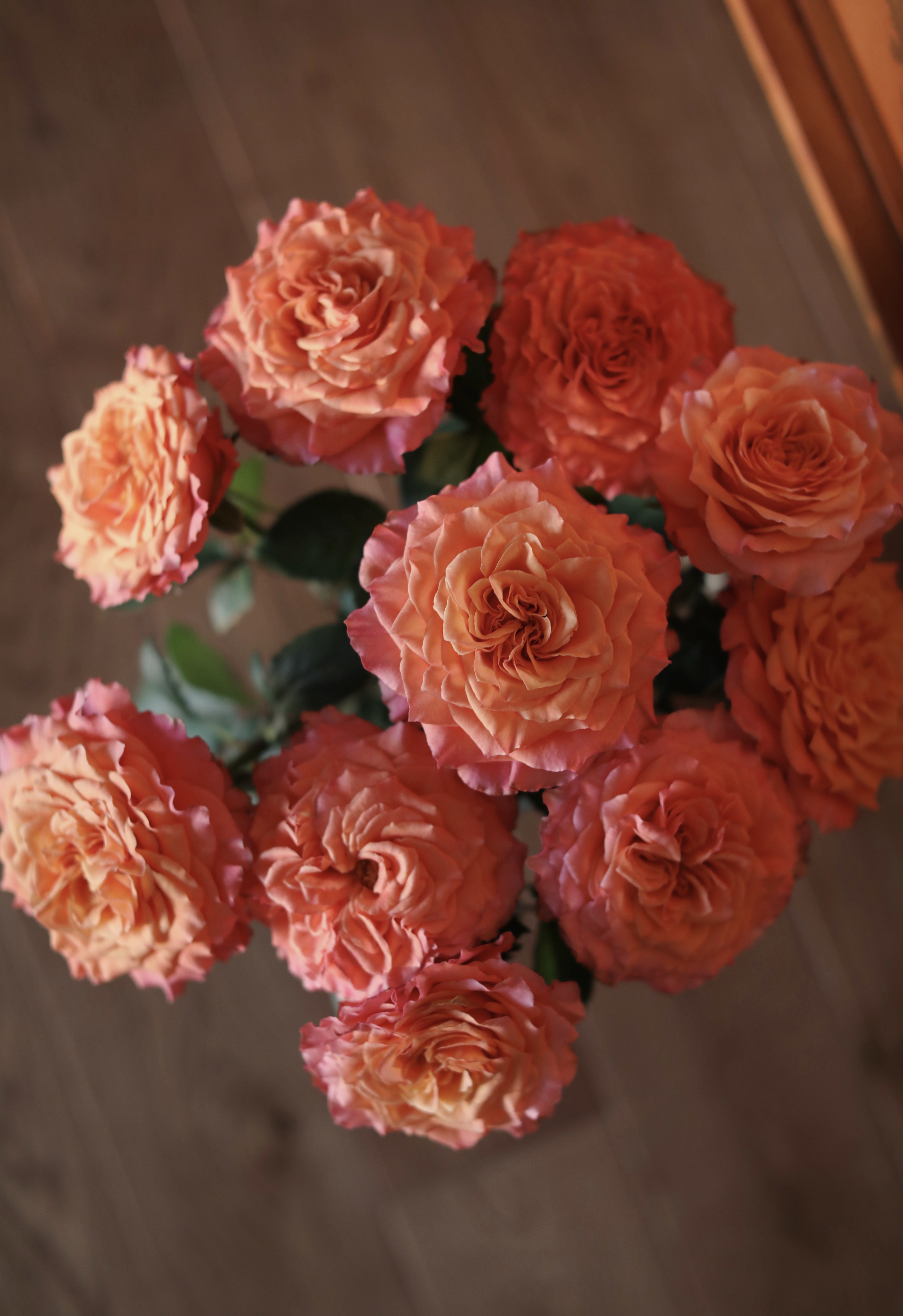 火灵鸟玫瑰【你是不死鸟，浴火涅槃，生生不息】简小姐精选 稀有热情橙黄色渐变进口品种卷边玫瑰-火灵鸟 9+1枝(防花损）2束包邮 48小时发货