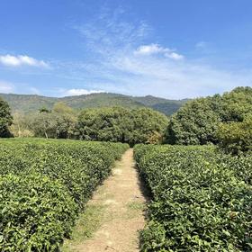 徒步旺山森林步道，漫步最美乡村旺山村（苏州爬山活动）