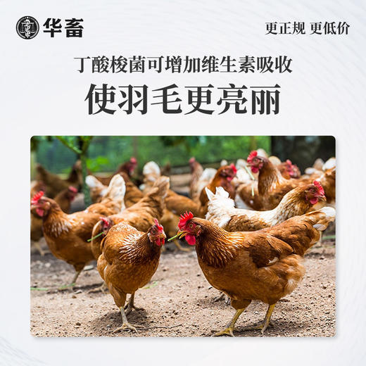 华畜禽用款疯长王500g 快速催肥提早出栏 早用早赚钱 ，可拌料可饮水 商品图3