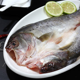 优选|珠海白蕉海鲈鱼   肉质滑嫩  蒜瓣肉刺少  鲜香不腥   400-500g/条