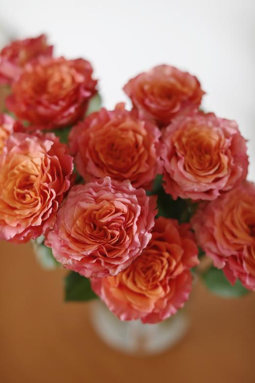 火灵鸟玫瑰【你是不死鸟，浴火涅槃，生生不息】简小姐精选 稀有热情橙黄色渐变进口品种卷边玫瑰-火灵鸟 9+1枝(防花损）2束包邮 48小时发货 商品图6