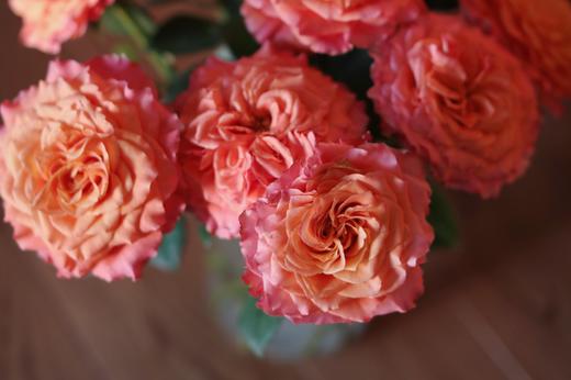 火灵鸟玫瑰【你是不死鸟，浴火涅槃，生生不息】简小姐精选 稀有热情橙黄色渐变进口品种卷边玫瑰-火灵鸟 9+1枝(防花损）2束包邮 48小时发货 商品图7