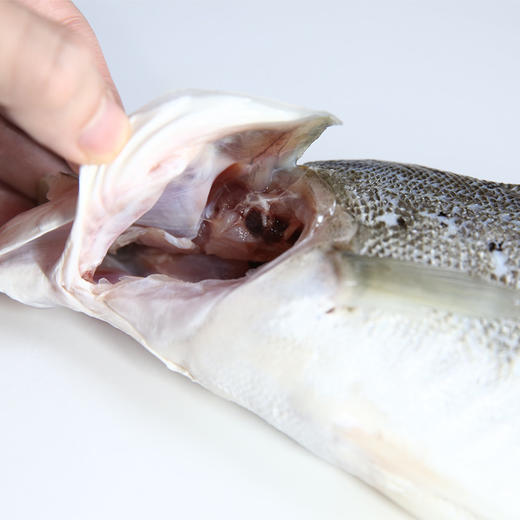 珠海白蕉海鲈鱼400-500g/条 肉质鲜嫩 筷子戳出蒜瓣肉 京东发货 商品图5