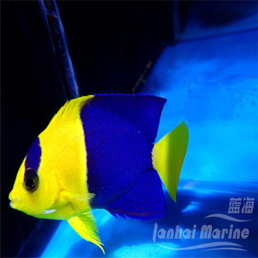 石美人 商品图4