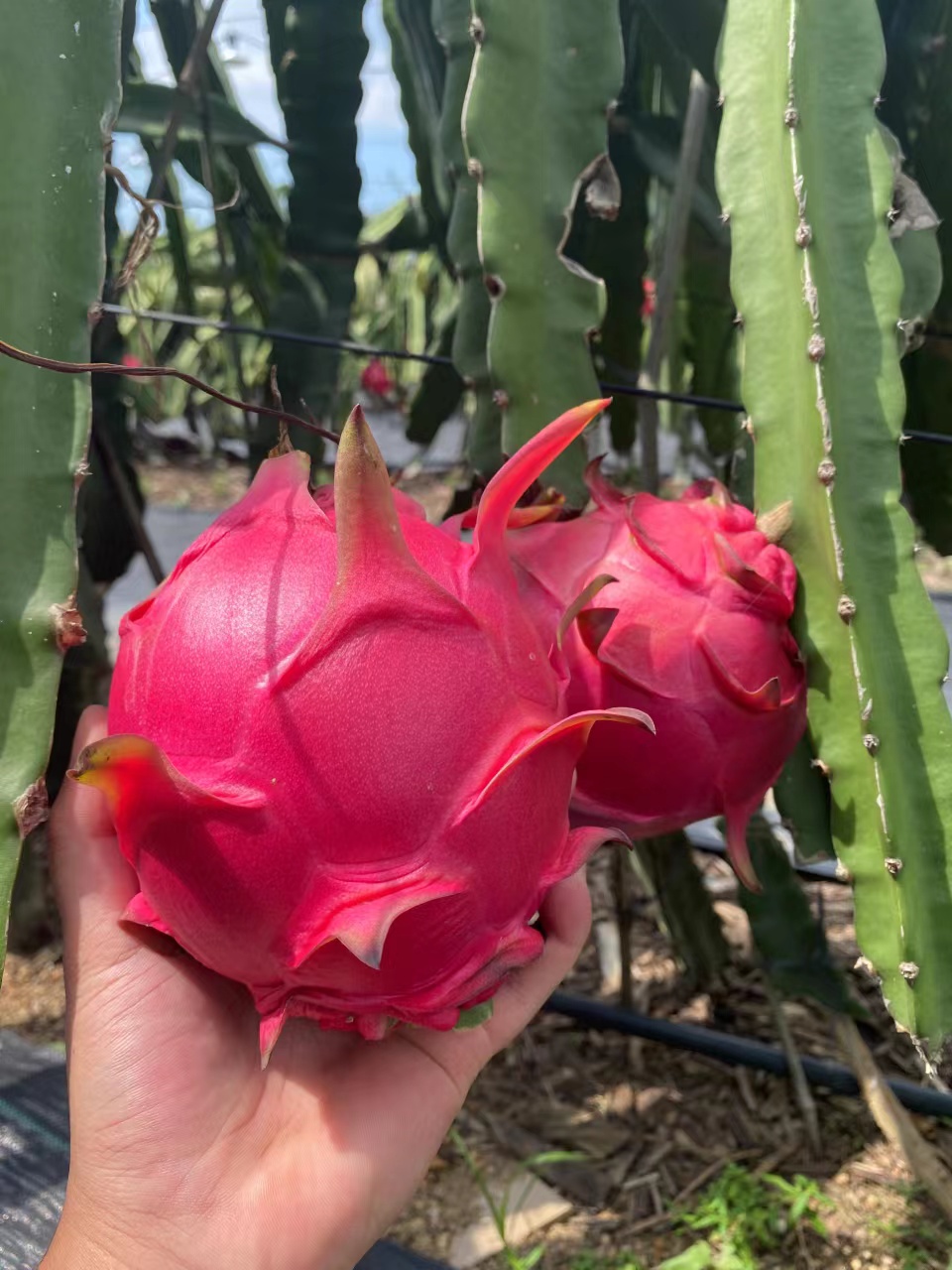 【会员19.5/颗】吃海农业海南空运金都一号红心火龙果