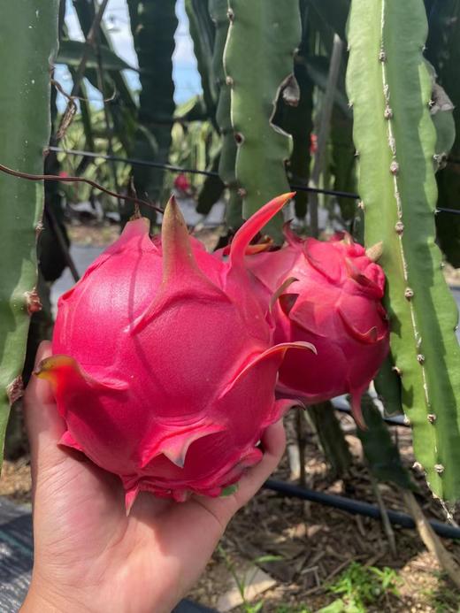 【会员19.5/颗】吃海农业海南空运金都一号红心火龙果 商品图0