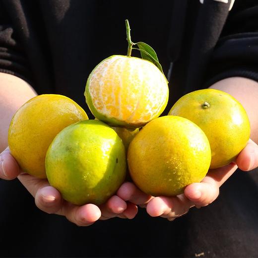 皇帝柑大果橘子新鲜水果3/5/9斤贡柑桔子蜜桔柑橘hcd11 商品图0