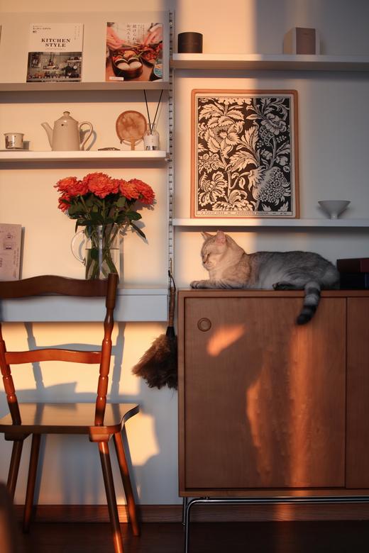 火灵鸟玫瑰【你是不死鸟，浴火涅槃，生生不息】简小姐精选 稀有热情橙黄色渐变进口品种卷边玫瑰-火灵鸟 9+1枝(防花损）2束包邮 48小时发货 商品图4