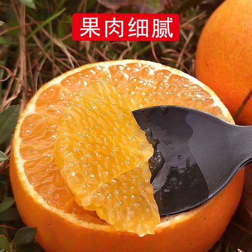 当季现摘新鲜水果薄皮橙子甜柳橙nct4 商品图1