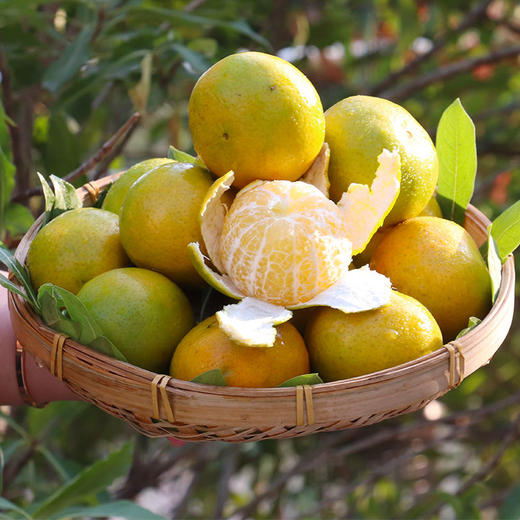 皇帝柑大果橘子新鲜水果3/5/9斤贡柑桔子蜜桔柑橘hcd11 商品图3