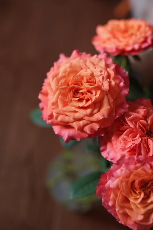 火灵鸟玫瑰【你是不死鸟，浴火涅槃，生生不息】简小姐精选 稀有热情橙黄色渐变进口品种卷边玫瑰-火灵鸟 9+1枝(防花损）2束包邮 48小时发货 商品图2