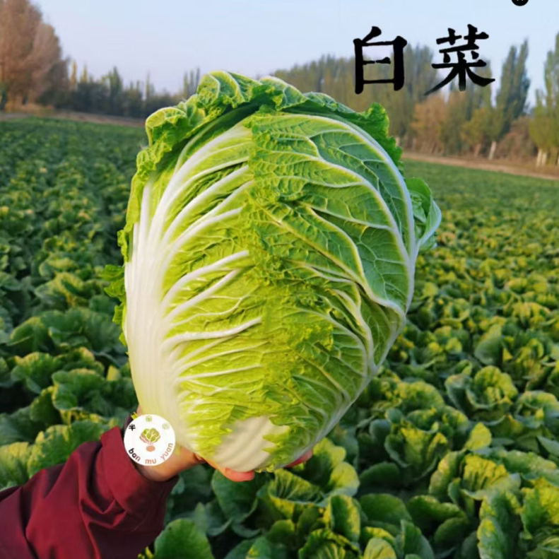 〔产地直发包邮07〕新疆有机翠玉白菜