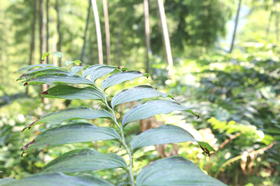 “虚不受补”吃点它，专家教你怎么挑！