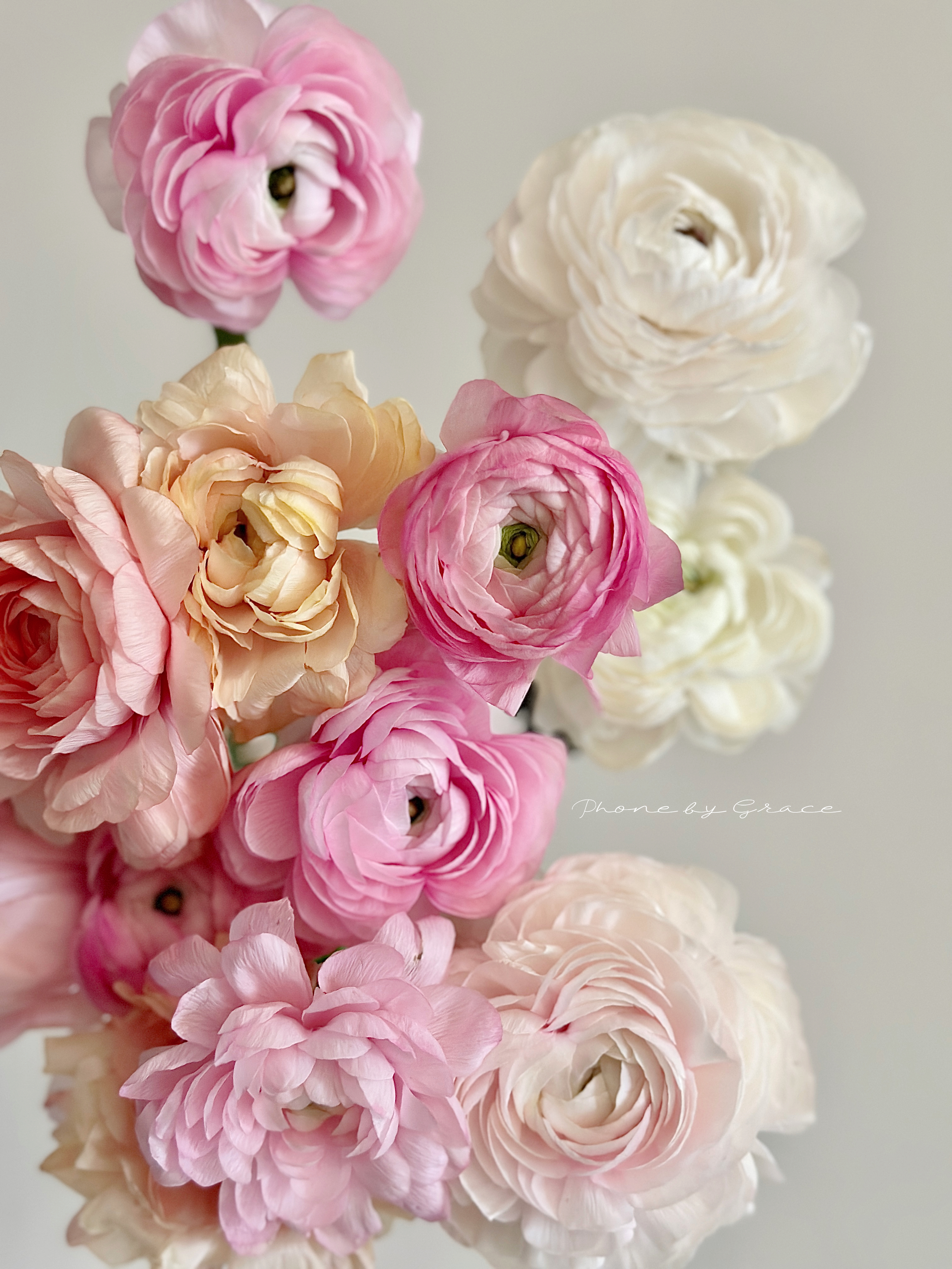 精品花材洋牡丹8支多色选择