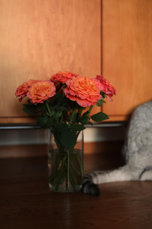 火灵鸟玫瑰【你是不死鸟，浴火涅槃，生生不息】简小姐精选 稀有热情橙黄色渐变进口品种卷边玫瑰-火灵鸟 9+1枝(防花损）2束包邮 48小时发货 商品图1