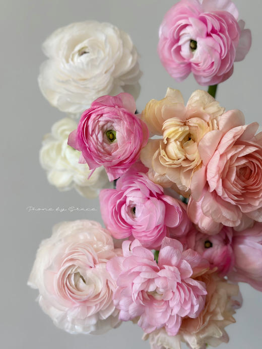 精品花材洋牡丹8支多色选择 商品图1