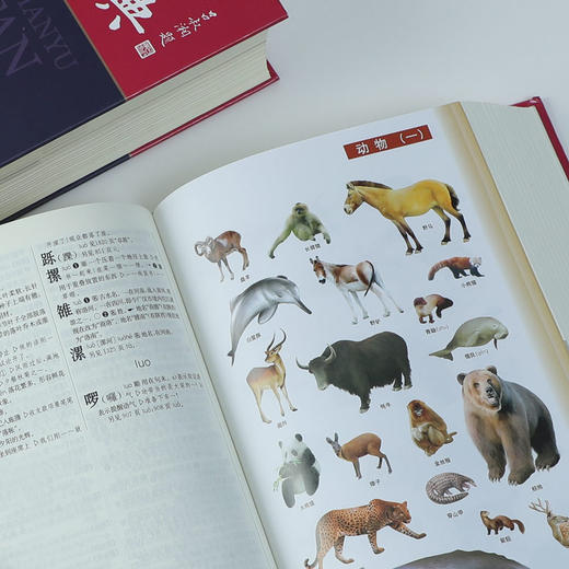 现代汉语规范词典(第4版) 2022新版 商品图4