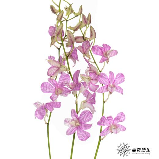 兰花 | 千代兰条纹 商品图3