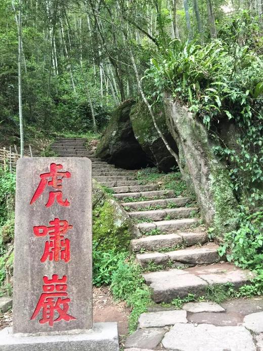 「虎啸岩肉桂」 虎啸花香 茶力强劲  正岩肉桂 武夷岩茶 商品图3