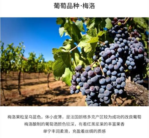 【中欧班列直供】法国红酒  芮贝特梅洛-朗格多克优良地区葡萄酒红酒 750ml/瓶 商品图4