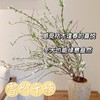 【限时折扣】雪柳干枝枯插花水培鲜花 雪柳70/80厘米10支+营养液1袋 商品缩略图1