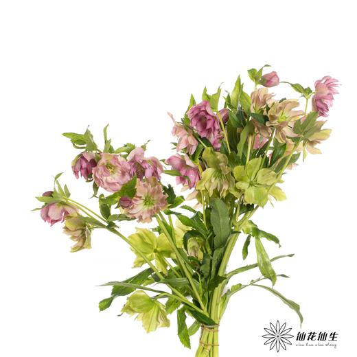 配花 | 兔葵重瓣粉 商品图3
