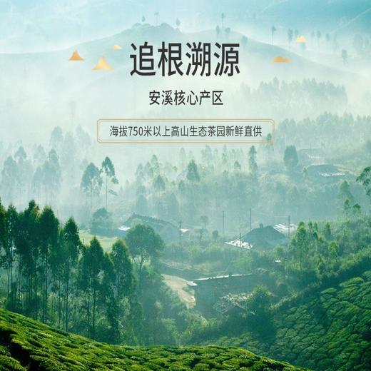 茶里铁观音礼盒300g 商品图2