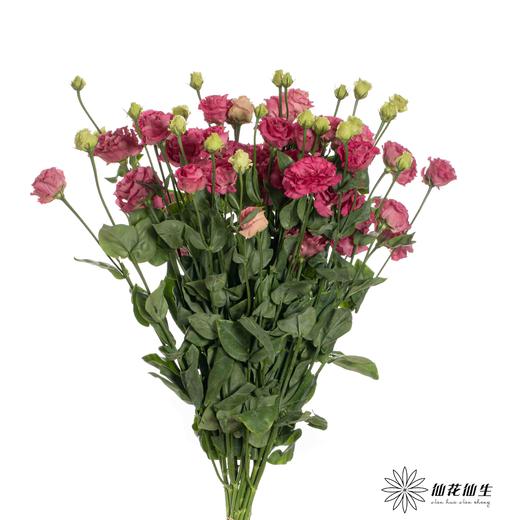 洋桔梗 | 酒红 商品图4