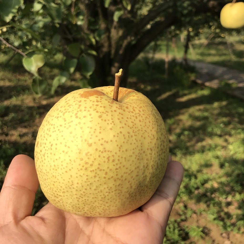 正宗砀山百年老树蜜甜酥梨  5斤