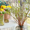 【限时折扣】雪柳干枝枯插花水培鲜花 雪柳70/80厘米10支+营养液1袋 商品缩略图5