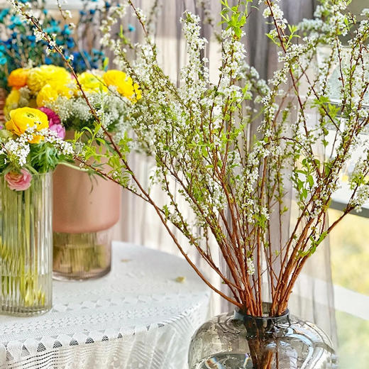 【限时折扣】雪柳干枝枯插花水培鲜花 雪柳70/80厘米10支+营养液1袋 商品图5