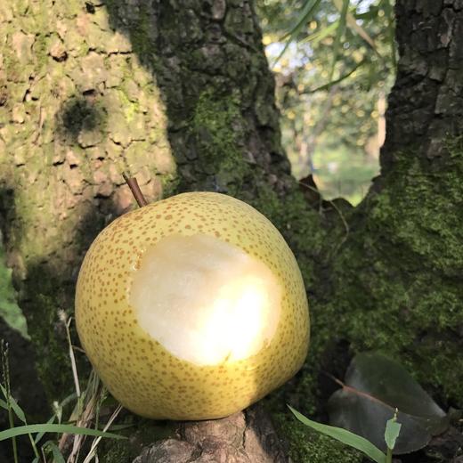 正宗砀山百年老树蜜甜酥梨  5斤 商品图3