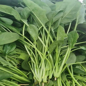 鸿翠园 有机菠菜