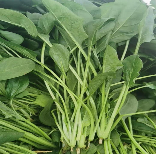 鸿翠园 有机菠菜 商品图1