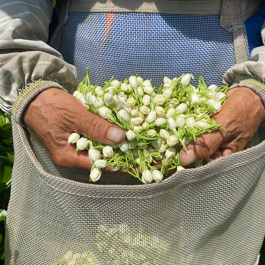非遗传承 品质保证【谢大高】横州茉莉花 广西横县地标 鲜花制作 袋袋香甜 伴着花香好入眠 20包/袋 商品图3