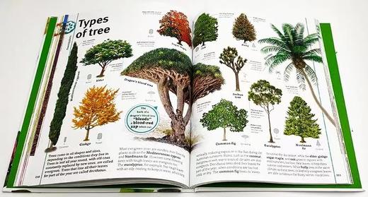 DK 精选系列 植物科普百科、语法发音和标点运用图解指南、写作灵感词典（2022年新品） 商品图4