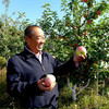 沙漠有机苹果 | 下单三天左右发货 | 基地直发*Organic desert apples 商品缩略图2