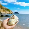 乳山生蚝 刺身级鲜活生蚝 深海自然生长 现捕现发 鲜甜回甘 商品缩略图8