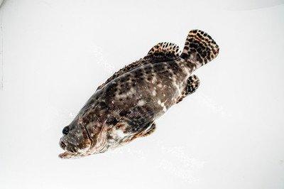 【鲜活】老虎斑 石斑鱼  一条2斤左右（需现称） 商品图0