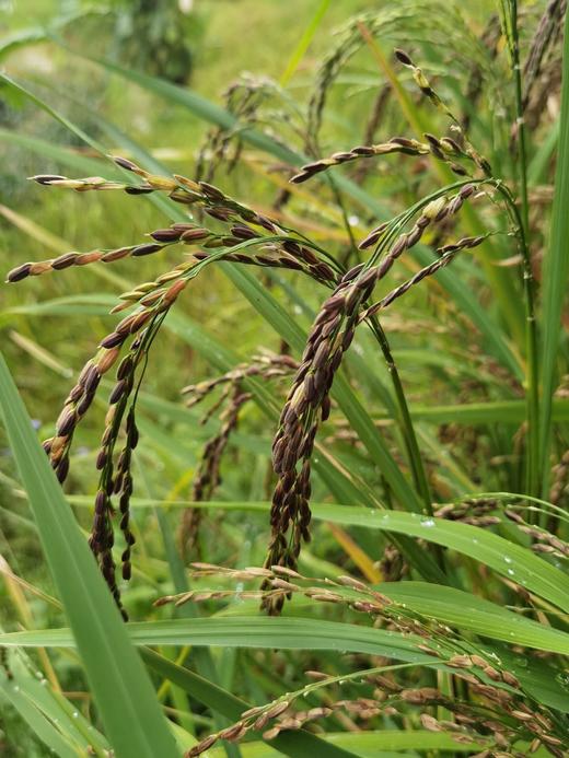 墨江胚芽紫米 商品图2