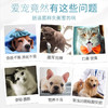 新宠之康宠物益生菌狗狗猫咪通用益生菌幼犬幼猫肠胃宝5g*10袋 商品缩略图4