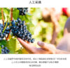 【中欧班列直供】法国红酒  芮贝特梅洛-朗格多克优良地区葡萄酒红酒 750ml/瓶 商品缩略图5