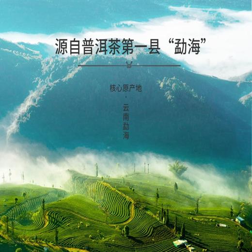 茶里普洱罐装礼盒200g 商品图4