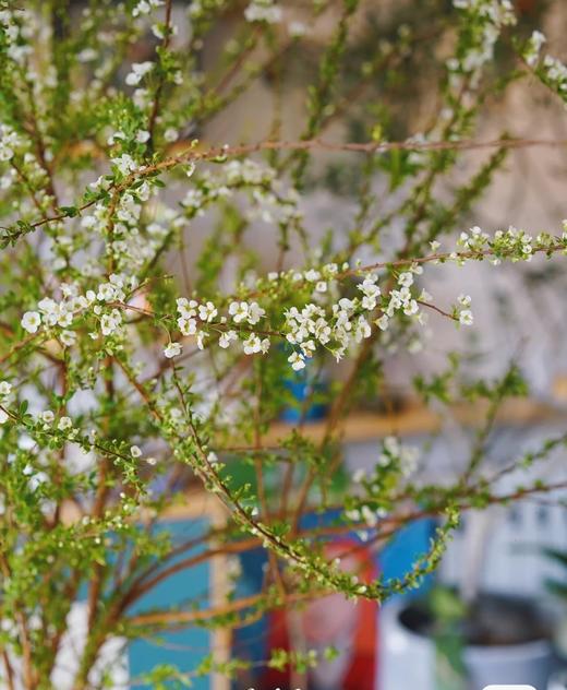 【限时折扣】雪柳干枝枯插花水培鲜花 雪柳70/80厘米10支+营养液1袋 商品图4