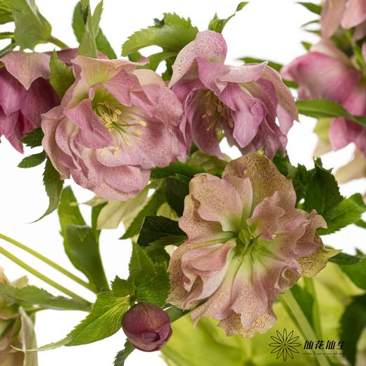 配花 | 兔葵重瓣粉 商品图2