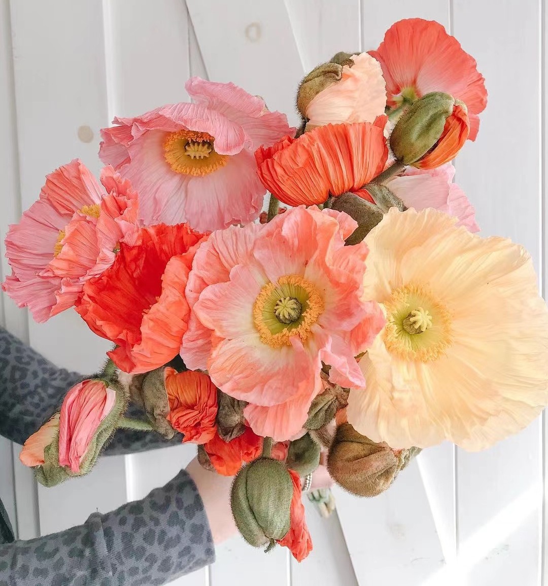 虞美人【骓不逝兮可奈何，虞兮虞兮奈若何！】比利时国花 油画质感花材虞美人PLUS  混色1束  48小时内发货