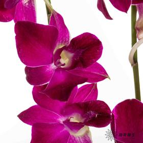 兰花 | 千代兰黑美人