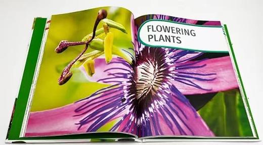 DK 精选系列 植物科普百科、语法发音和标点运用图解指南、写作灵感词典（2022年新品） 商品图5